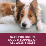 Vetality "Stop The Runs" 5g Chewables for Dogs - Probiotic & Degestive Supplement - 6 Count - Image 5