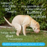 Native Pet Probiotic Powder Digestive Supplement for Dogs - Image 3