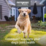 Nutramax® Cosequin® DS Joint Health Supplement for Dogs - Soft Chews with MSM & Boswellia - Image 3