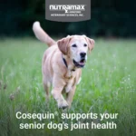 Nutramax® Cosequin® Joint Health Supplement for Senior Dogs - Maximum Strength Soft Chews - 60 Count - Image 3