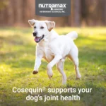 Nutramax® Cosequin® Maximum Strength Joint Health Supplement for Dogs - Chewable Tablets - Image 4