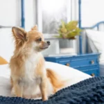Dog MX Self-Adhering Wrap - Image 6