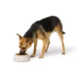 Top Paw® Checkered Melamine Dog Bowl, 24 oz - Image 6