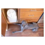 Vittles Vault® by GAMMA2 Stackable Pet Food Container - Image 5