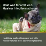 Silver Honey Rapid Ear Care for Dog and Cat 4 oz - Image 4