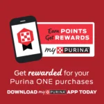 Purina ONE® +Plus Healthy Kitten Dry Cat Food - Chicken, High-Protein, Natural - Image 4