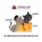 Weruva Classics Wet Cat Food - Shreds in Pumpkin Soup, 3 OZ - Image 7