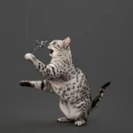 Playology Spider Teaser Cat Toy - Image 5
