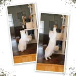 Meowijuana® Jump 'n' Jamb Get the Monkey Off Your Back Refillable Door Jamb Cat Toy - Catnip - Image 6