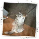 Meowijuana® Jump 'n' Jamb Get the Monkey Off Your Back Refillable Door Jamb Cat Toy - Catnip - Image 7