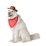 Thrills & Chills® Cowboy Hat & Bandana, Dog & Cat - Image 3