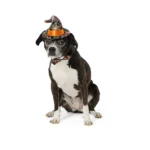 Thrills & Chills® Web Hat & Bowtie, Dog and Cat - Image 2