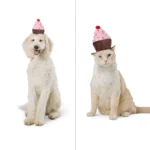 Thrills & Chills® Headwear Costume for Pets- Cupcake