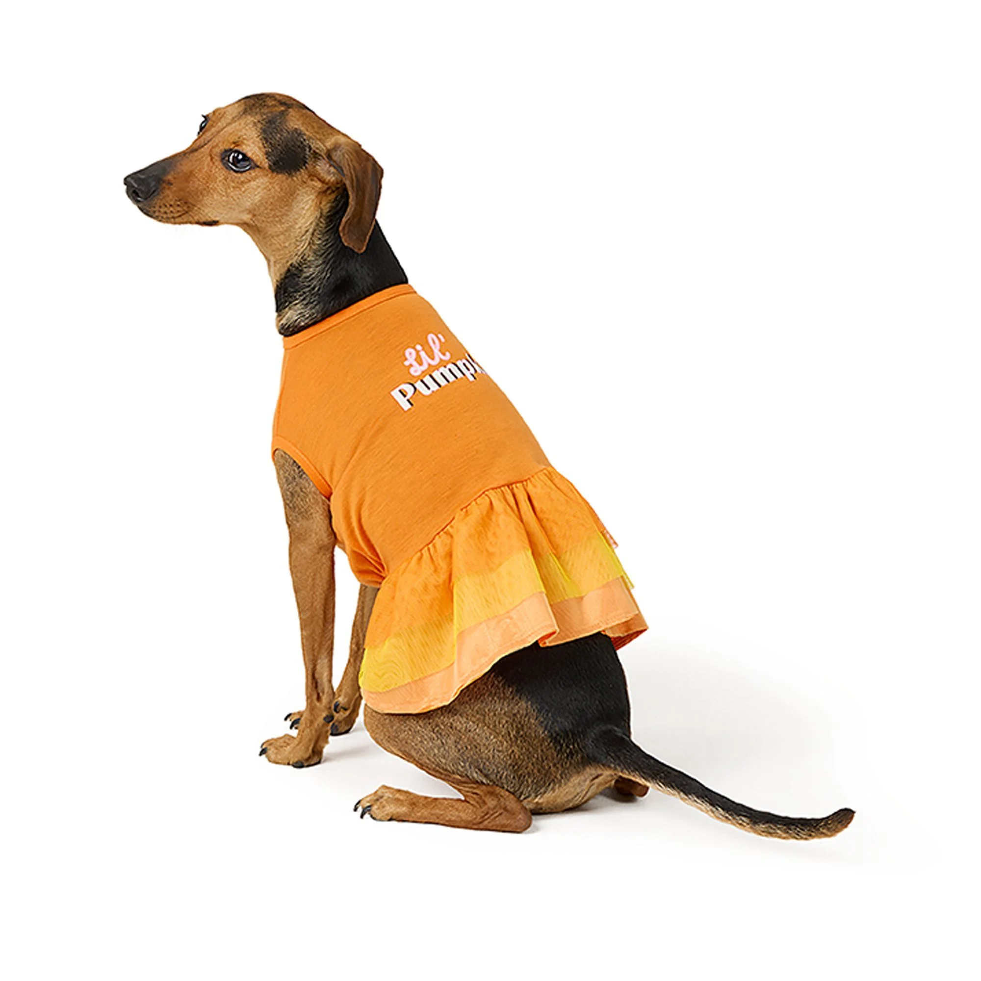 img_1761637415667_575_IRo0DLzP7.webp Thrills & Chills® Pumpkin Dress, Dog and Cat - Image 1