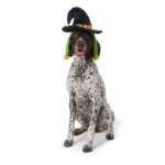 Thrills & Chills Headwear Costume for Pets - Witch - Image 3