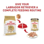 Royal Canin® Breed Health Nutrition® Labrador Retriever Breed Specific Adult Dog Dry Food - 30 lb - Image 6