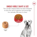 Royal Canin® Breed Health Nutrition® Labrador Retriever Breed Specific Adult Dog Dry Food - 30 lb - Image 4